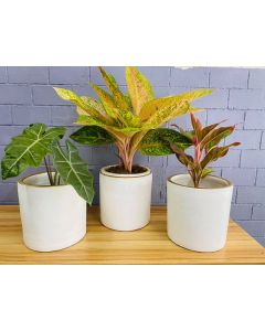 Export Quality Clay Pots (S/M/L) - White w/ Gold lining