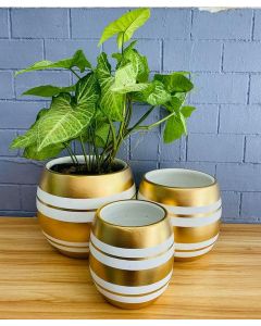 Export Quality Clay Pots Egg Shaped (S/M/L) - White  & Gold Stripes