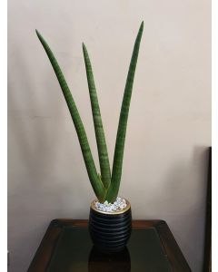 Cylindrica Snake Plant (with pebbles and pot)