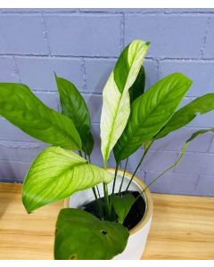 Peace Lily Variegated