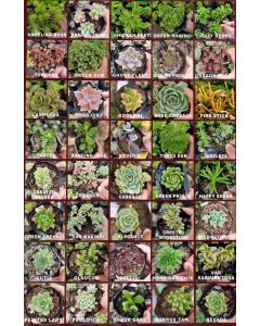 Succulents (any variant)