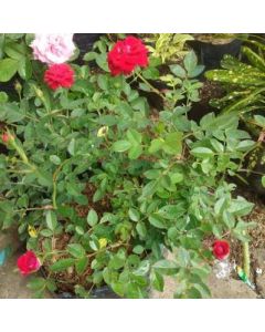 Red American Rose