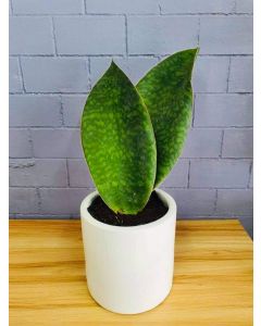 Sanseveria Whale Fin (1 or 2 leaves)