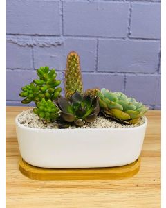 Ceramic Dish with Wooden Plate (1 cactus & 3 succulents)