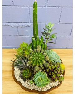 Special Clay Dish (with 1 zebra plant, 3 cactus, 6 succulents)