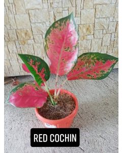 Aglaonema 'Red Cochin'