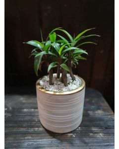 Ti Plant