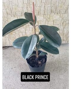 Rubber Tree 'Black Prince'