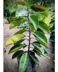 Rubber tree (4 ft)
